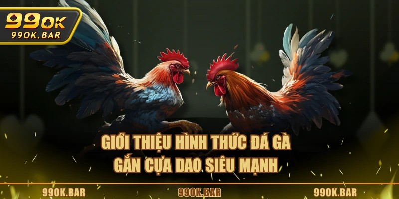 Giới thiệu hình thức đá gà gắn cựa dao siêu mạnh